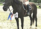 Standardbred Mare for Sale in Cream Ridge, New Jersey Hope Again