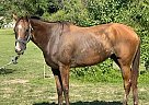 Thoroughbred - Horse for Sale in Central, LA 70791 Thoroughbred - Horse for Sale in Central, LA 70791