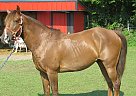 Cooper - Gelding in Bradfordsville, KY Cooper - Gelding in Bradfordsville, KY