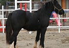 Spectacular Black Gypsy Gelding Gypsy Vanner Gelding