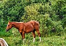 Appaloosa - Horse for Sale in Sebeka, MN 56477 Appaloosa - Horse for Sale in Sebeka, MN 56477