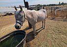 Arabian - Horse for Sale in Clovis, CA 93611 Arabian - Horse for Sale in Clovis, CA 93611