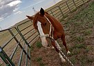 Quarter Horse - Horse for Sale in Cheyenne, WY 82007