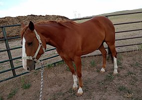 Quarter Horse (Quarter Horse, Mare) in Cheyenne, WY