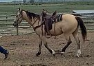 Quarter Horse - Horse for Sale in Butte, MT 59701