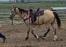 Quarter Horse - Horse for Sale in Butte, MT 59701 Quarter Horse - Horse for Sale in Butte, MT 59701