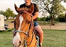 Quarter Horse - Horse for Sale in Mineral Wells, TX 76088 Quarter Horse - Horse for Sale in Mineral Wells, TX 76088