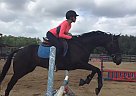 Silent Patience - Gelding in Tampa, FL Silent Patience - Gelding in Tampa, FL