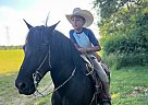 Friesian - Horse for Sale in Waukesha, WI 53189 Friesian - Horse for Sale in Waukesha, WI 53189
