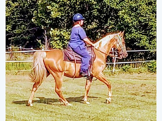 Gaited Gelding, Arkansas