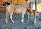 Tennessee Walking - Horse for Sale in Butte, MT 59750