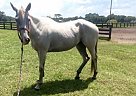 Gorgeous Thoroughbred Mare Thoroughbred Mare