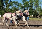 Percheron - Horse for Sale in Sebeka, MN 56477 Percheron - Horse for Sale in Sebeka, MN 56477