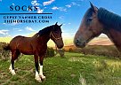 Gypsy Vanner - Horse for Sale in Roy, NM 87743 Gypsy Vanner - Horse for Sale in Roy, NM 87743