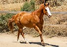 Quarter Horse - Horse for Sale in Los Gatos, CA 95033