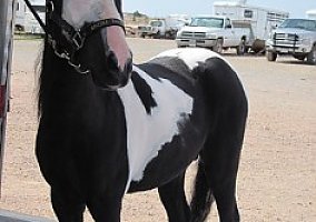Miniature Horse (Miniature Horse, Stallion) in Fort Collins, CO