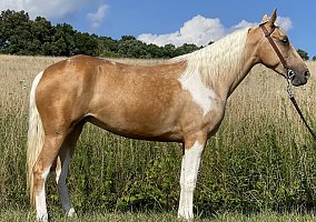 Missouri Fox Trotter - Horse for Sale in McKee, KY 40447 Missouri Fox Trotter - Horse for Sale in McKee, KY 40447