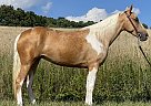 Missouri Fox Trotter - Horse for Sale in McKee, KY 40447 Missouri Fox Trotter - Horse for Sale in McKee, KY 40447