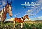 Paint - Horse for Sale in Roy, NM 87743 Paint - Horse for Sale in Roy, NM 87743