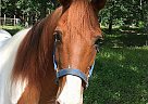 Paso Fino Mare for Sale in Grand Rapids, Minnesota Belle