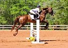 Proven Eventer/Jumper Ellie