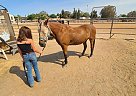 Quarter Pony - Horse for Sale in Clovis, CA 93611 Quarter Pony - Horse for Sale in Clovis, CA 93611