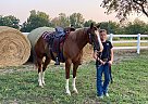 Quarter Horse - Horse for Sale in Pleasant Hill, IA 50327 Quarter Horse - Horse for Sale in Pleasant Hill, IA 50327