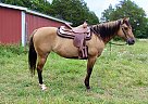 Quarter Horse - Horse for Sale in Christiana, TN 37037