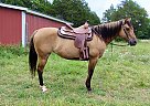 Quarter Horse - Horse for Sale in Christiana, TN 37037 Quarter Horse - Horse for Sale in Christiana, TN 37037