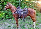 Quarter Horse - Horse for Sale in Sebeka, MN 56477 Quarter Horse - Horse for Sale in Sebeka, MN 56477