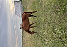 Quarter Horse - Horse for Sale in Wayland, IA 52654