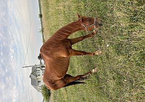 Quarter Horse (Quarter Horse, Gelding) in Wayland, IA