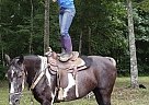 Granny - Mare in Coalmont, TN Granny - Mare in Coalmont, TN