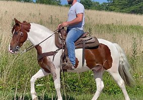 Spotted Saddle - Horse for Sale in McKee, KY 40447
