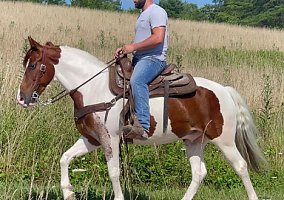 Spotted Saddle - Horse for Sale in McKee, KY 40447 Spotted Saddle - Horse for Sale in McKee, KY 40447