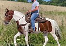 Spotted Saddle - Horse for Sale in McKee, KY 40447 Spotted Saddle - Horse for Sale in McKee, KY 40447