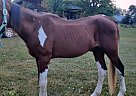 Finley Joe - Gelding in Pine City, MN Finley Joe - Gelding in Pine City, MN