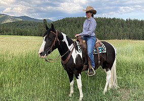 Tennessee Walking - Horse for Sale in Frenchtown, MT 59834 Tennessee Walking - Horse for Sale in Frenchtown, MT 59834