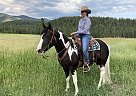 Tennessee Walking - Horse for Sale in Frenchtown, MT 59834