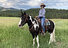 Tennessee Walking - Horse for Sale in Frenchtown, MT 59834 Tennessee Walking - Horse for Sale in Frenchtown, MT 59834