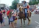 Missouri Fox Trotter - Horse for Sale in Marshfield, MO 65706