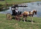 Tennessee Walking - Horse for Sale in New Haven, KY 40051 Tennessee Walking - Horse for Sale in New Haven, KY 40051