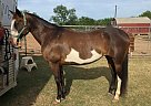 Paint - Horse for Sale in Cotulla, TX 78057 Paint - Horse for Sale in Cotulla, TX 78057
