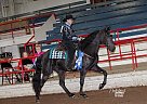 Tennessee Walking - Horse for Sale in De Soto, MO 63020 Tennessee Walking - Horse for Sale in De Soto, MO 63020
