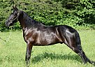 Tennessee Walking - Horse for Sale in London, KY 40744 Tennessee Walking - Horse for Sale in London, KY 40744