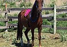 Louie - Gelding in White, SD Louie - Gelding in White, SD