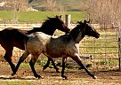 Quarter Horse - Horse for Sale in Hammett, ID 83627