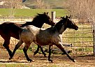 Quarter Horse - Horse for Sale in Hammett, ID 83627 Quarter Horse - Horse for Sale in Hammett, ID 83627