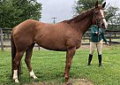 Willow - Mare in Lancaster, PA Willow - Mare in Lancaster, PA