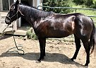 horse - Mare in Fillmore, MO horse - Mare in Fillmore, MO